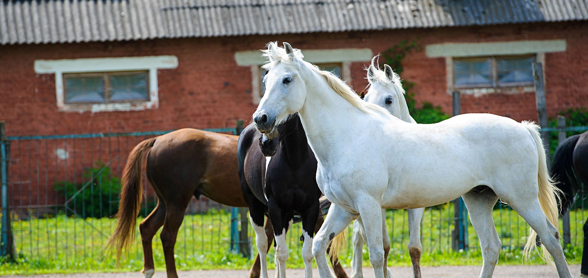 Animal Health Center of Marion County Inc Vets Marion KS