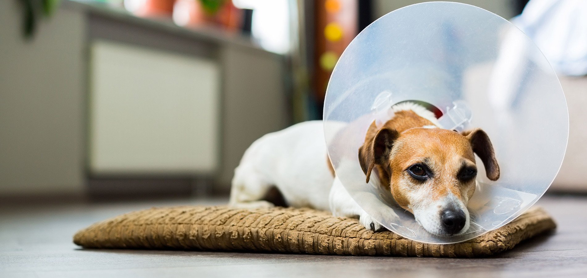 Animal Health Center of Marion County Inc Vets Marion KS