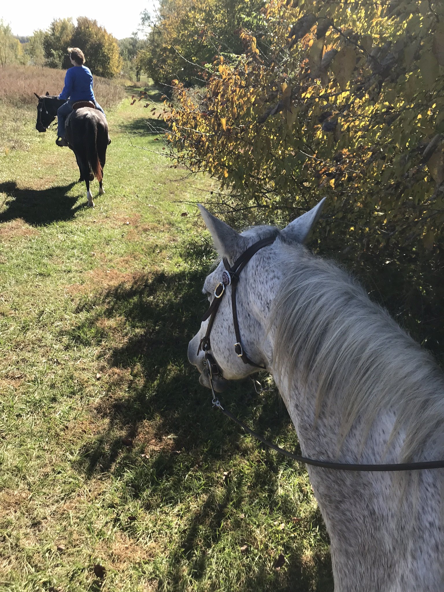 Animal Health Center of Marion County Inc Vets Marion KS