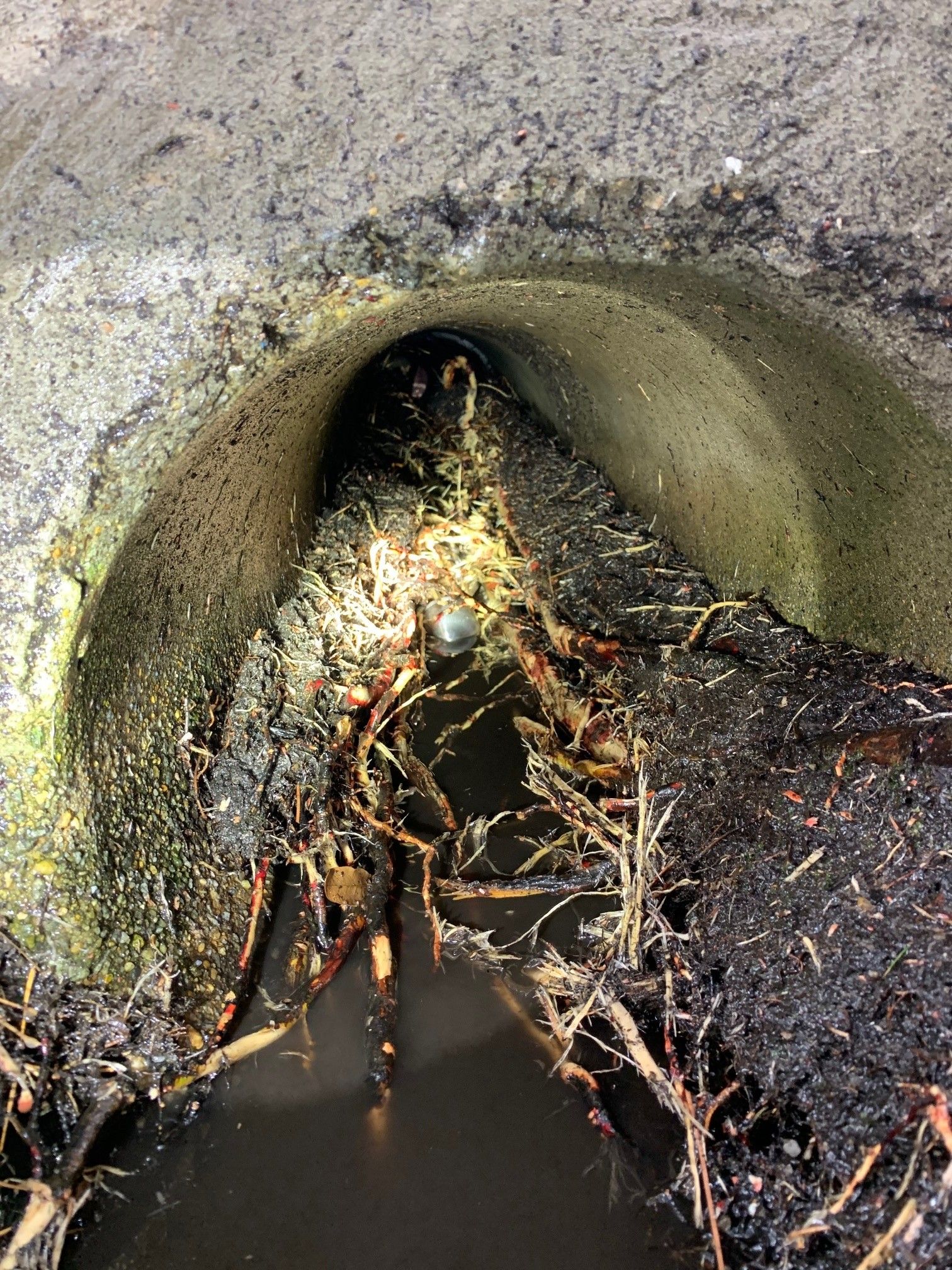 Clogged concrete drain pipe with roots and debris blocking the opening