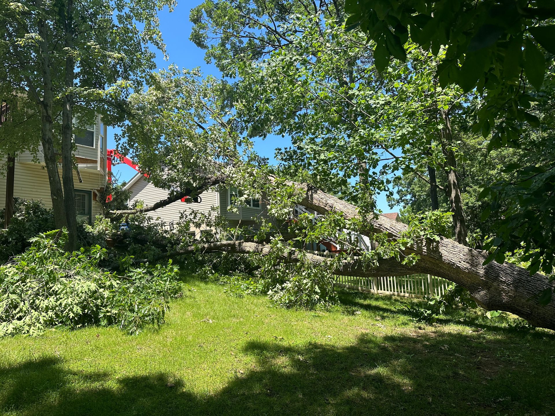 A tree that has fallen in the backyard of a house.