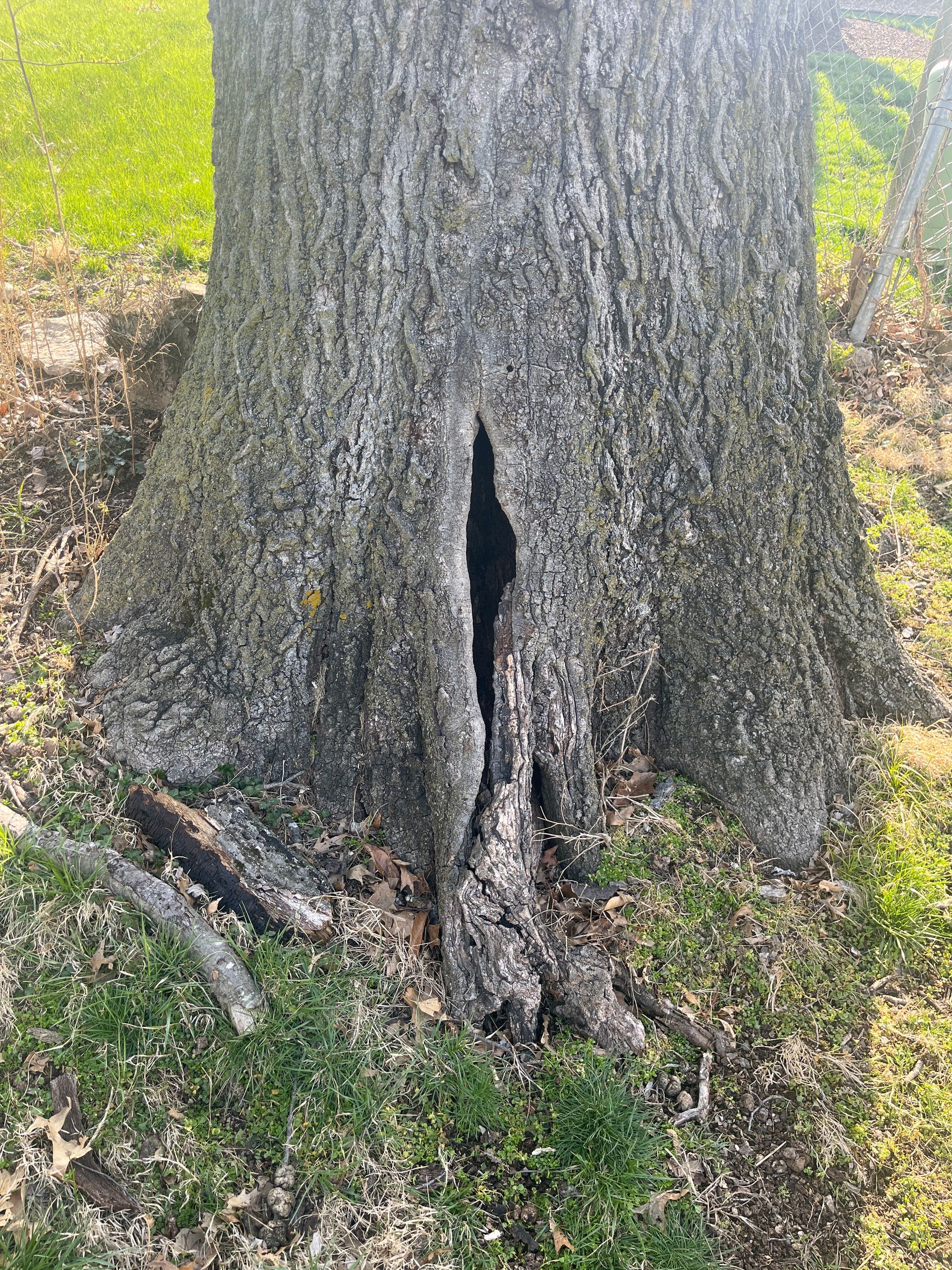 A close up of a tree trunk with a hole in it.