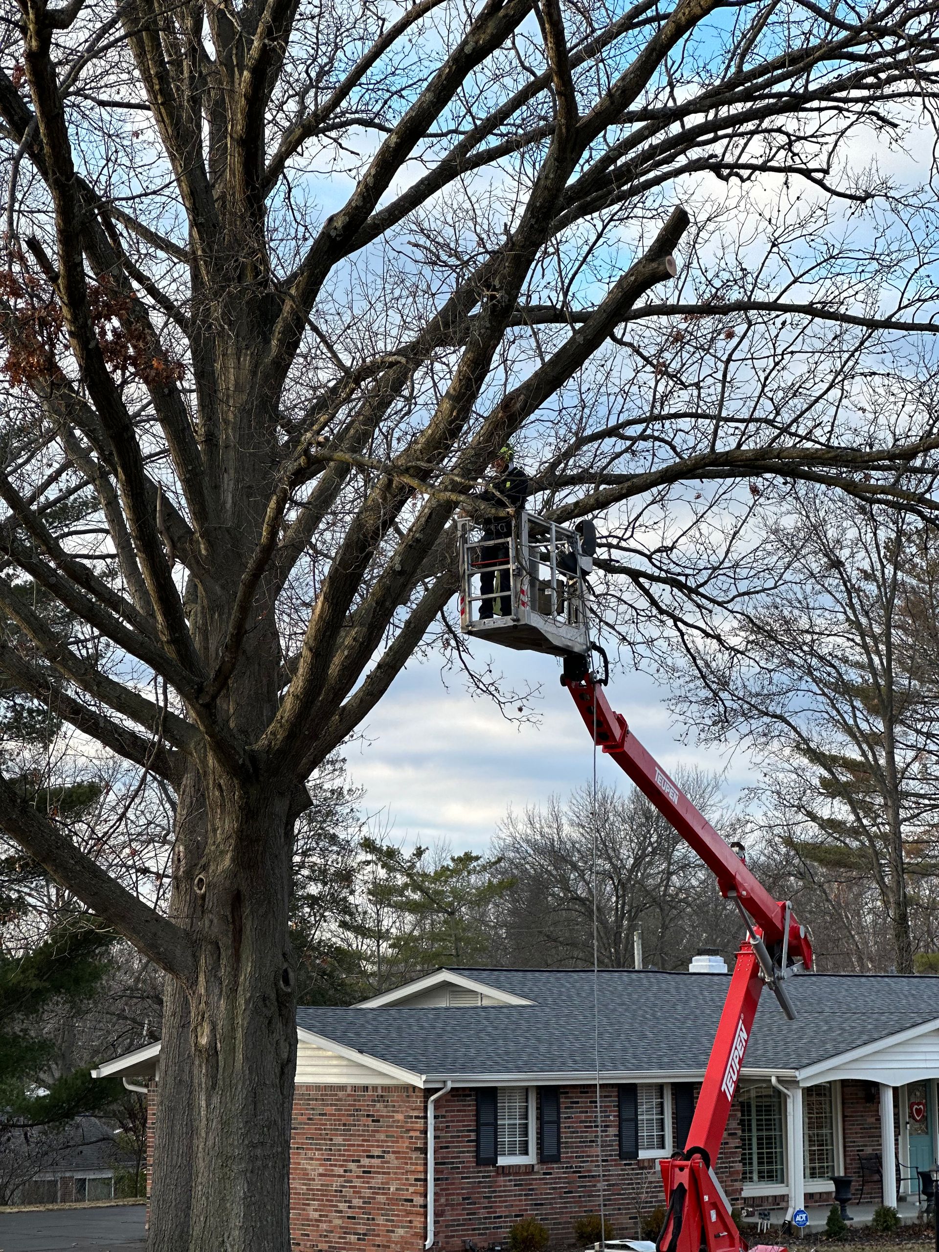 A man is cutting a tree with a crane in front of a house.