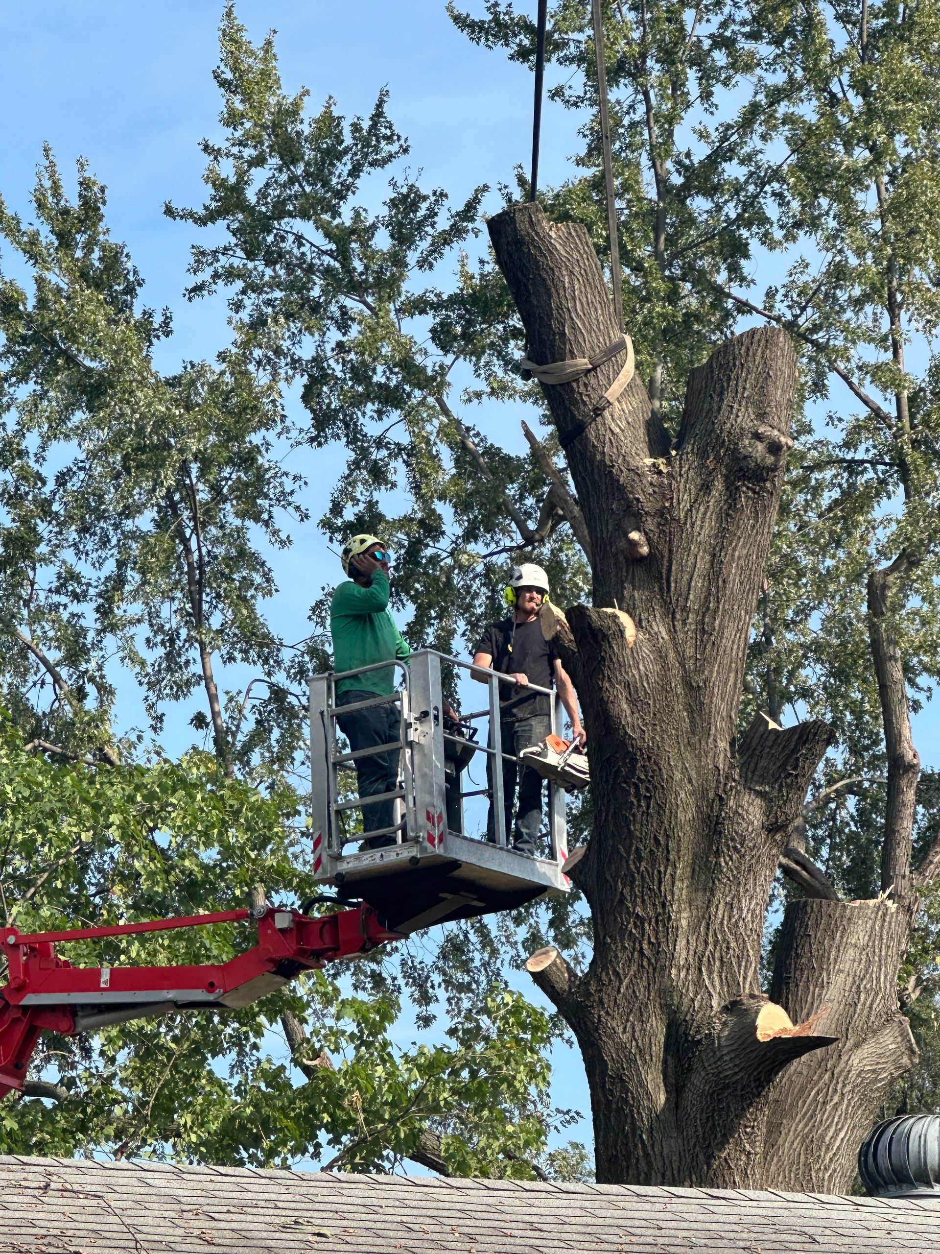Two men are cutting a tree with a crane.