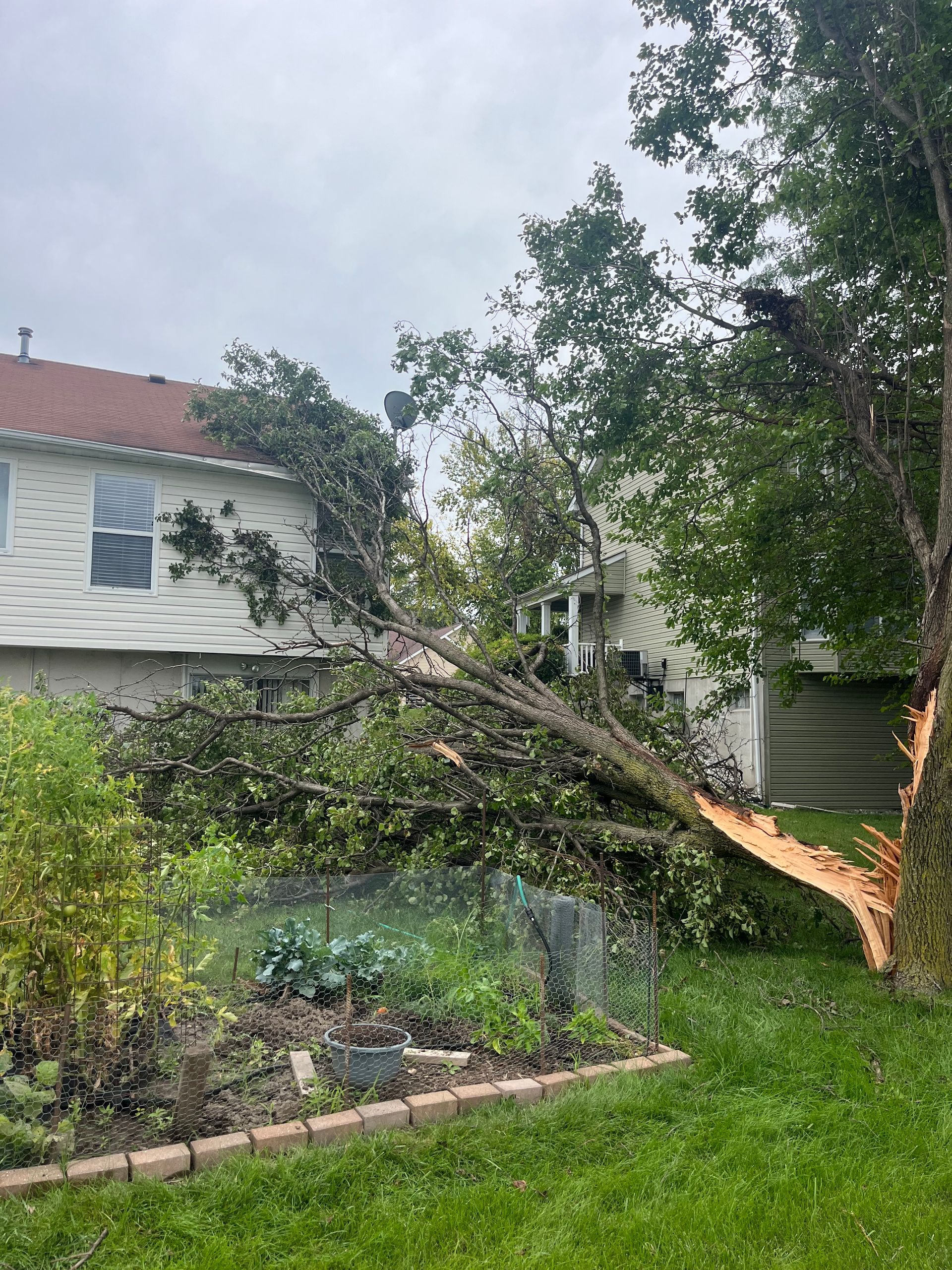 A tree that has fallen in the backyard of a house.