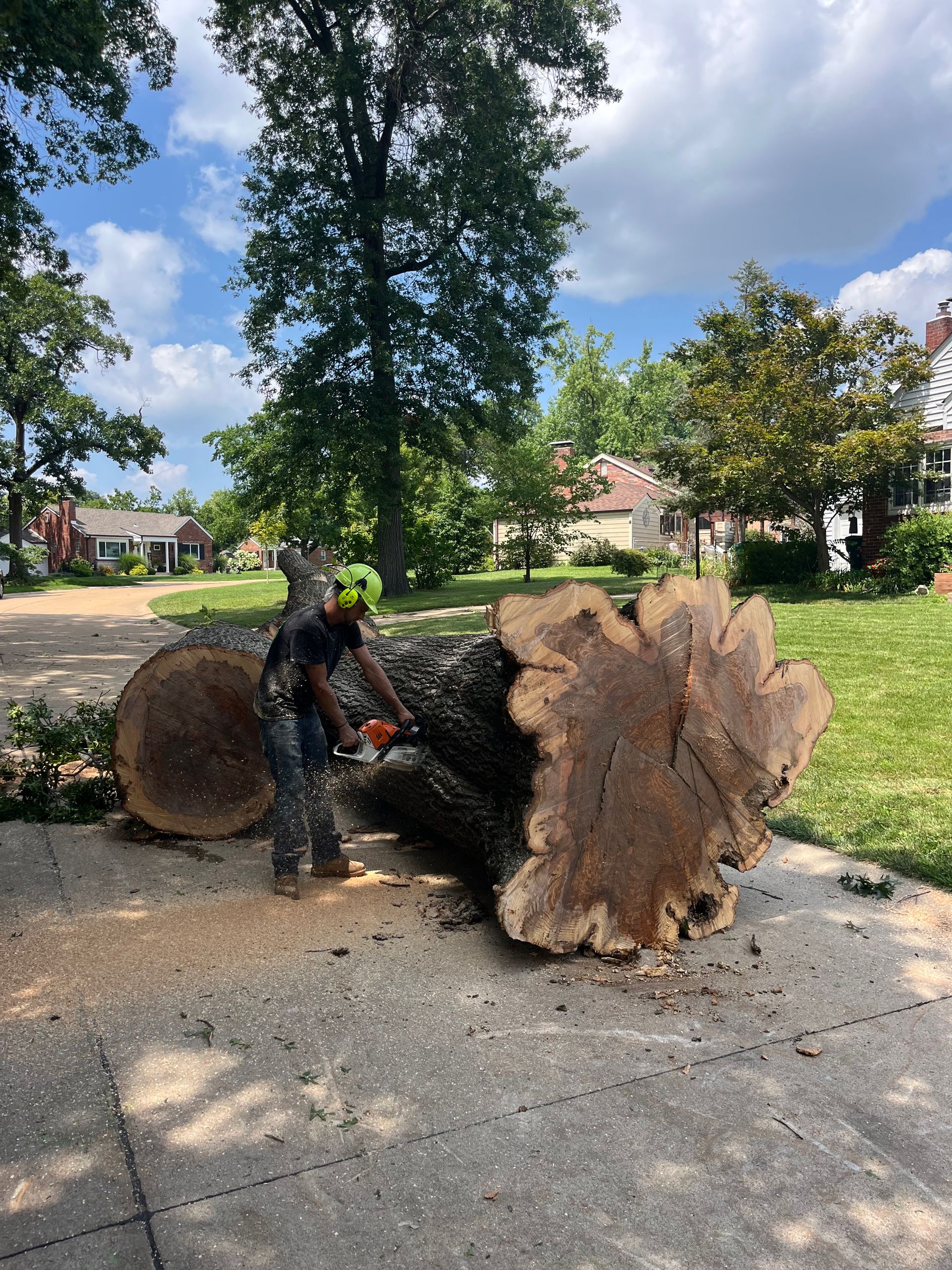 A man is cutting a large tree trunk with a chainsaw.