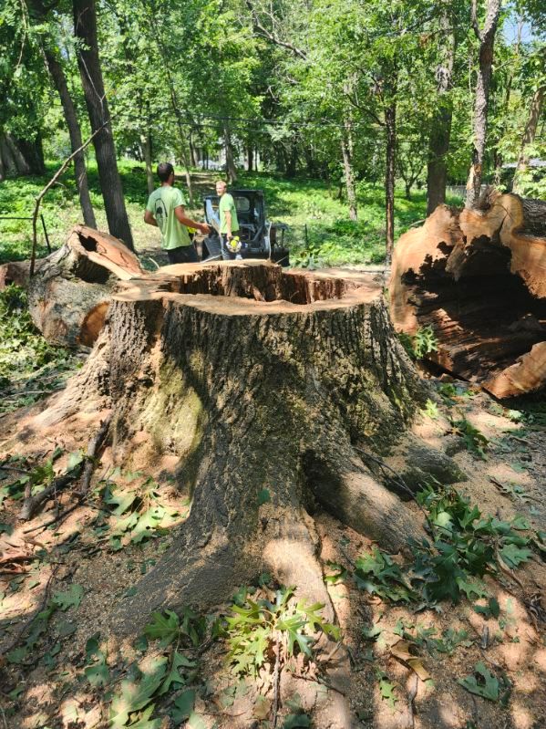 A large tree stump in the middle of a forest.