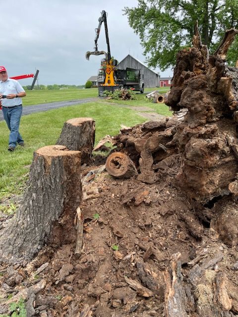 A man is standing next to a pile of tree stumps.