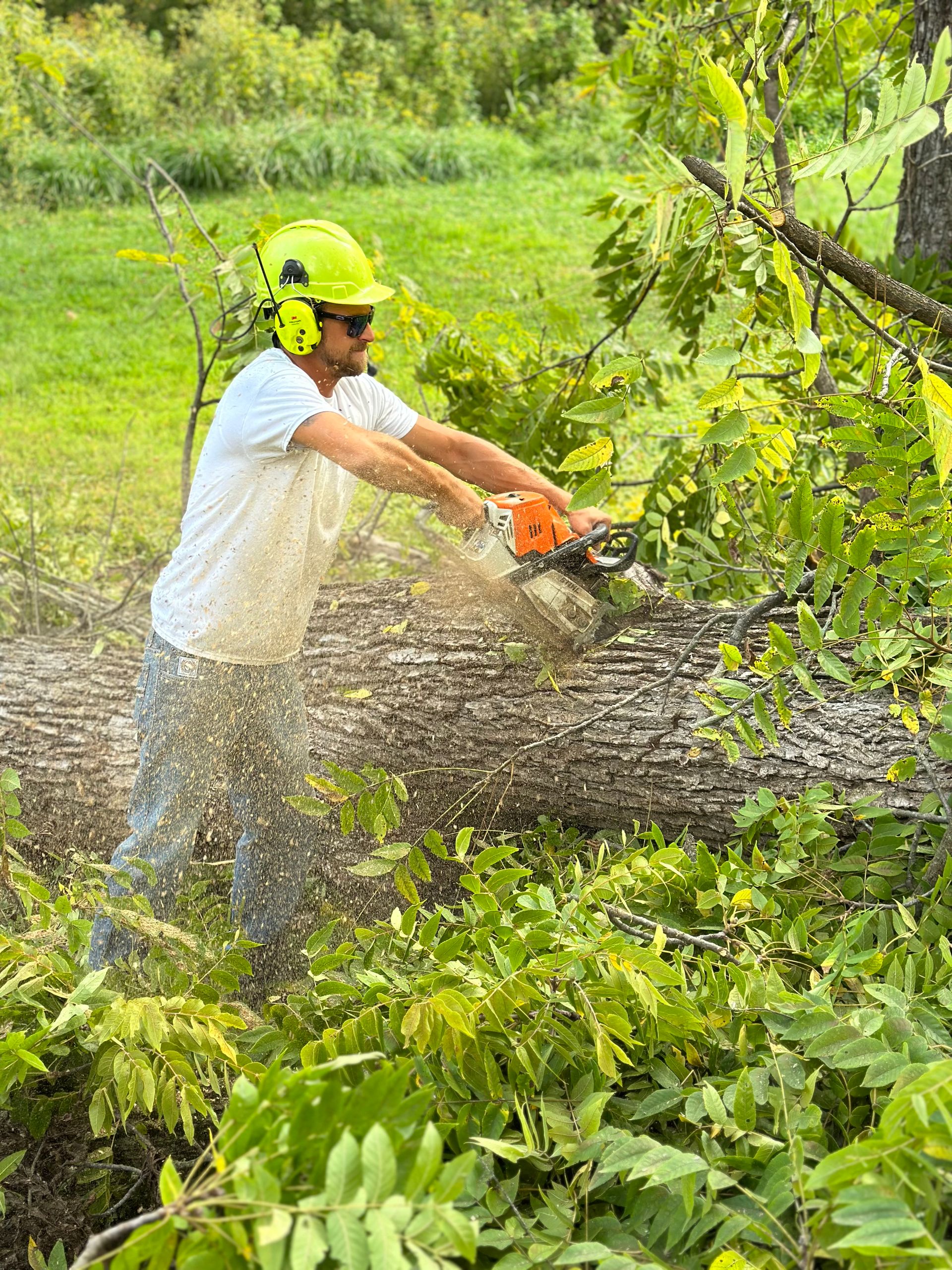 A man is cutting a tree with a chainsaw.