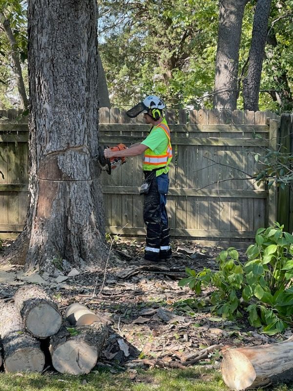 A man is cutting a tree with a chainsaw.