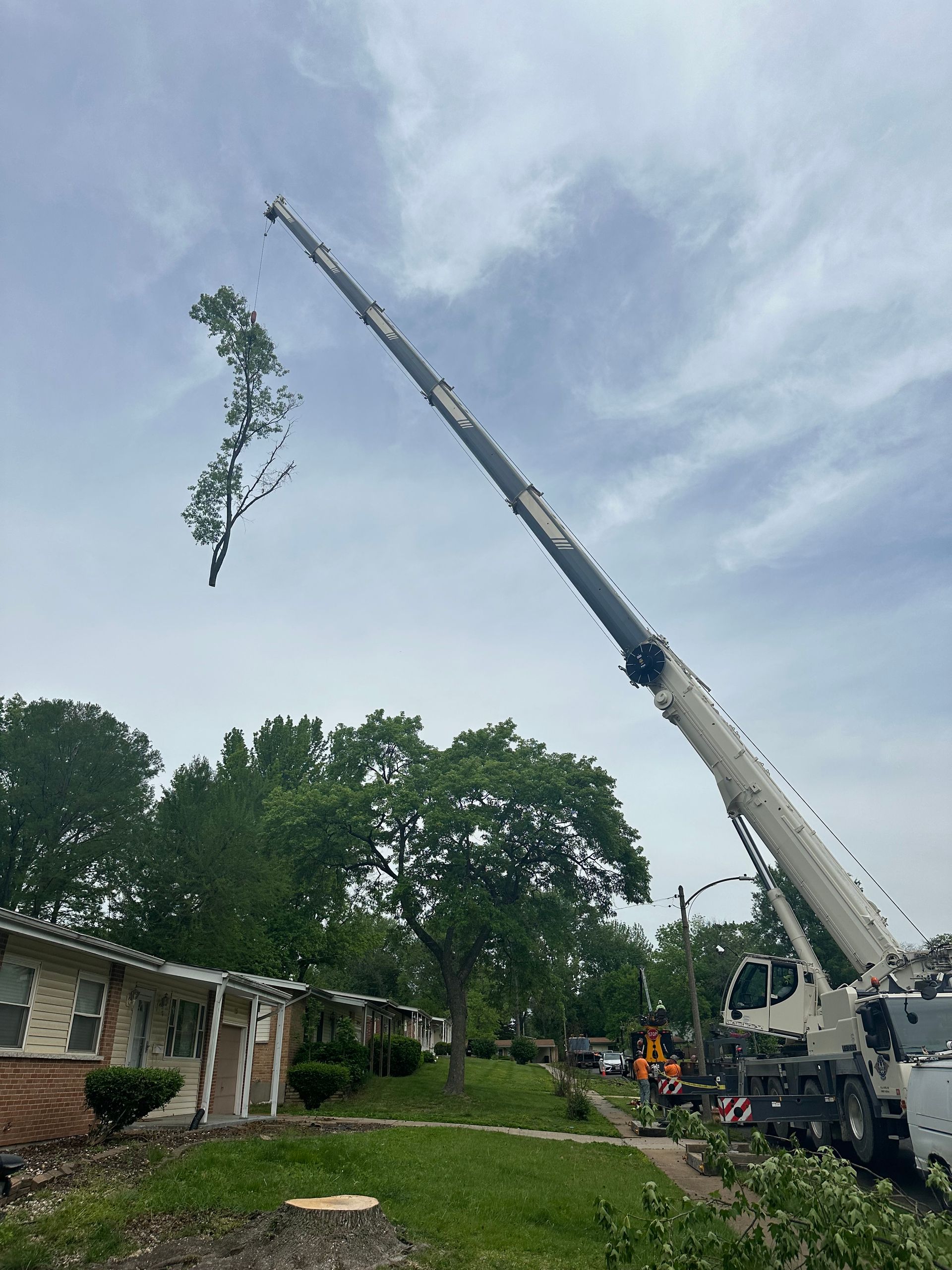 A crane is cutting down a tree in front of a house.