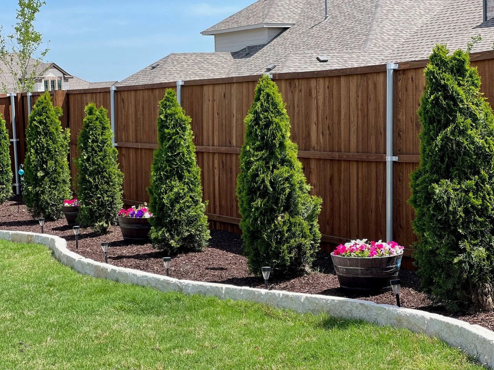 Row of evergreen shrubs along a curved mulch bed beside a wooden privacy fence and lawn