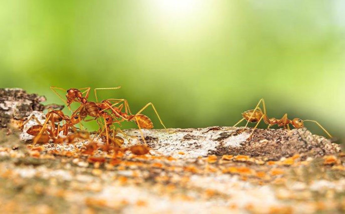 Pest Control Greenville SC Pest Management Spartanburg, Taylors, Greer SC