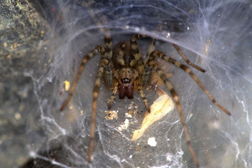 Pest Control Greenville SC Pest Management Spartanburg, Taylors, Greer SC