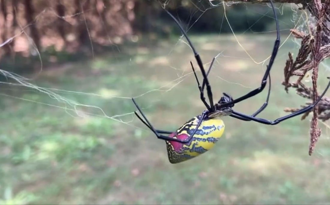 Pest Control Greenville SC Pest Management Spartanburg, Taylors, Greer SC