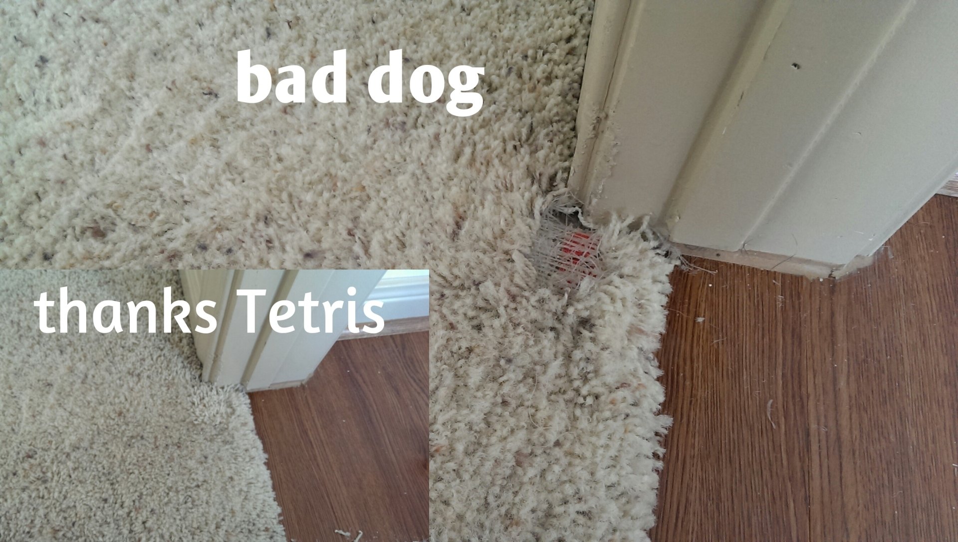 Carpet Cleaning Company TX