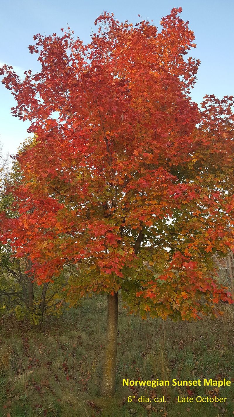 Autumn Colors | Midpark Nurseries, Inc.