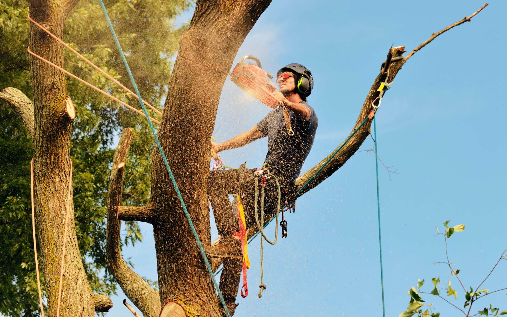 Tree Service Barnstable, MA | Johnson Tree Services, LLC