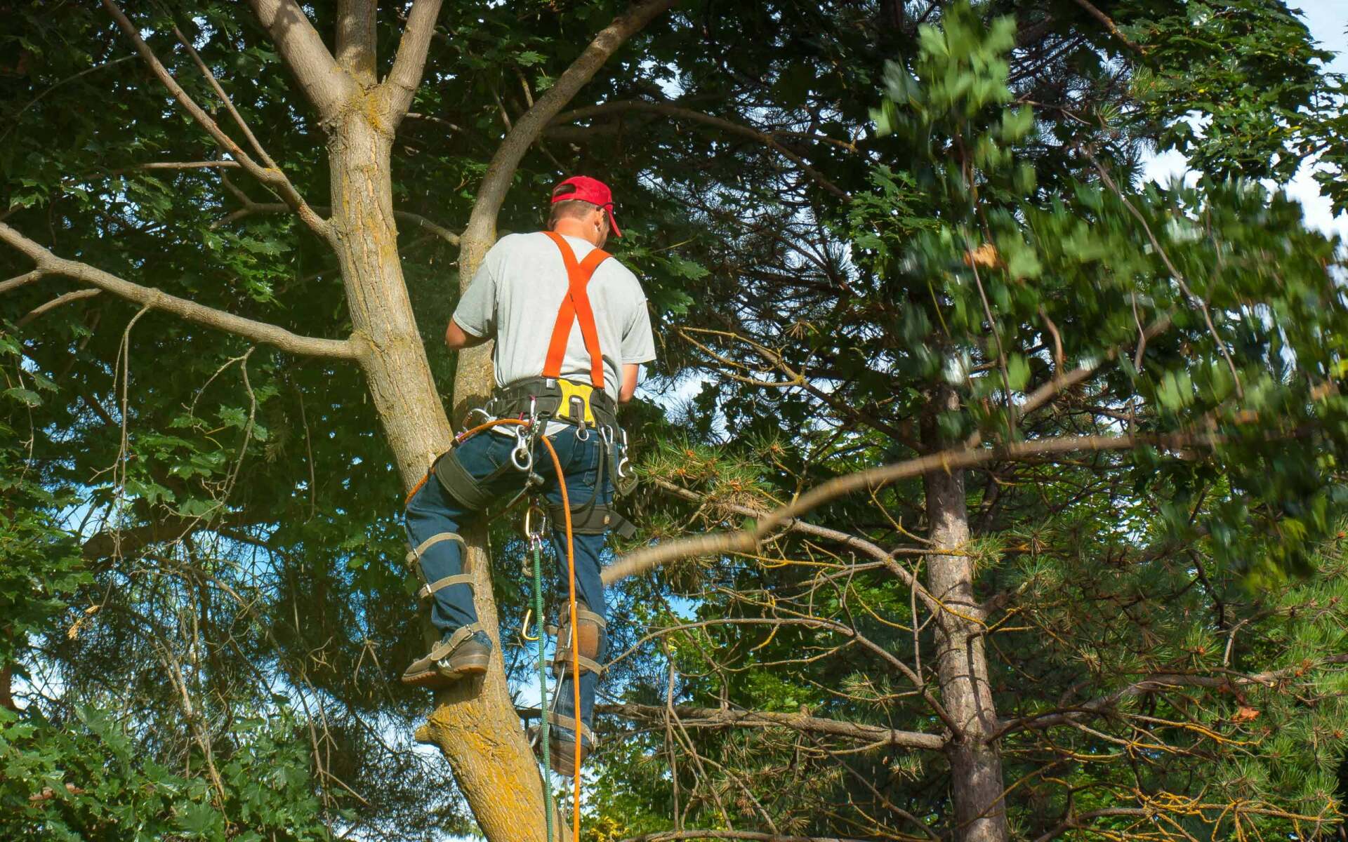 Tree Removal Johnson Tree Services, LLC Cape Cod, MA