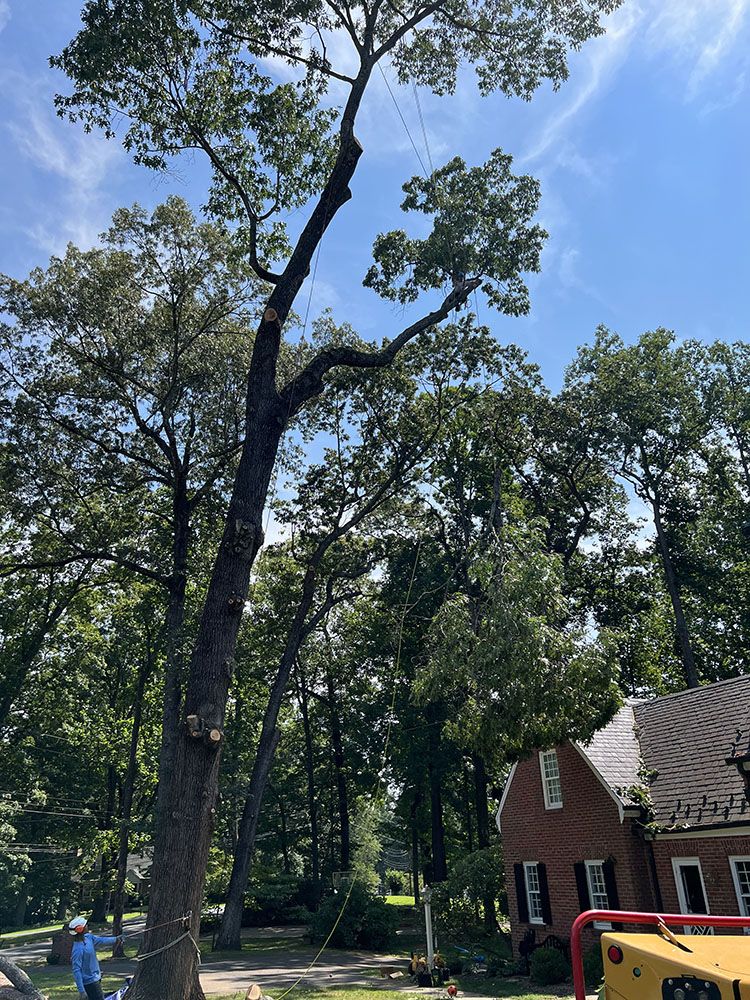 Arborist Myers Tree Service Bedford, VA