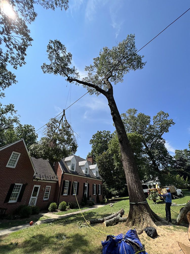 Arborist Myers Tree Service Bedford, VA