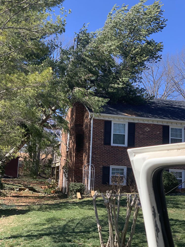 Arborist Myers Tree Service Bedford, VA