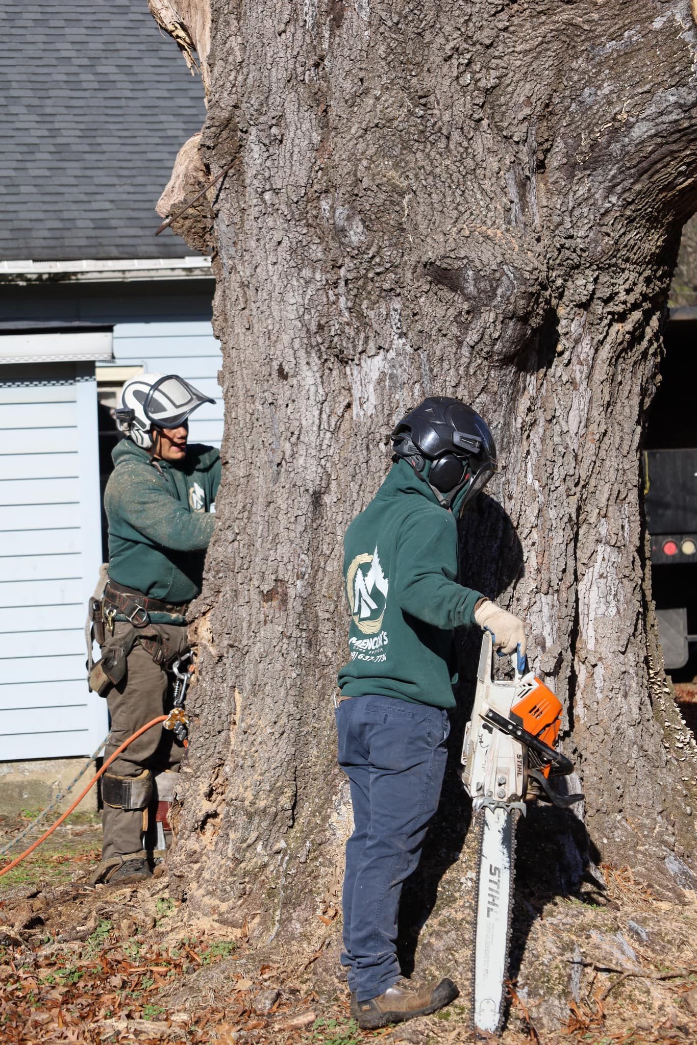 Tree Company Raleigh, NC | Mencor's Tree Service