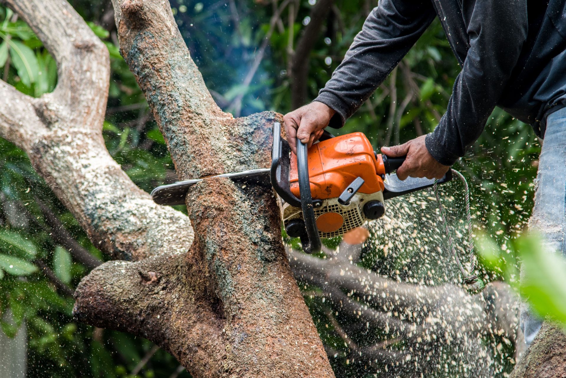 Tree Companies Kansas City, MO | Eden Tree Service