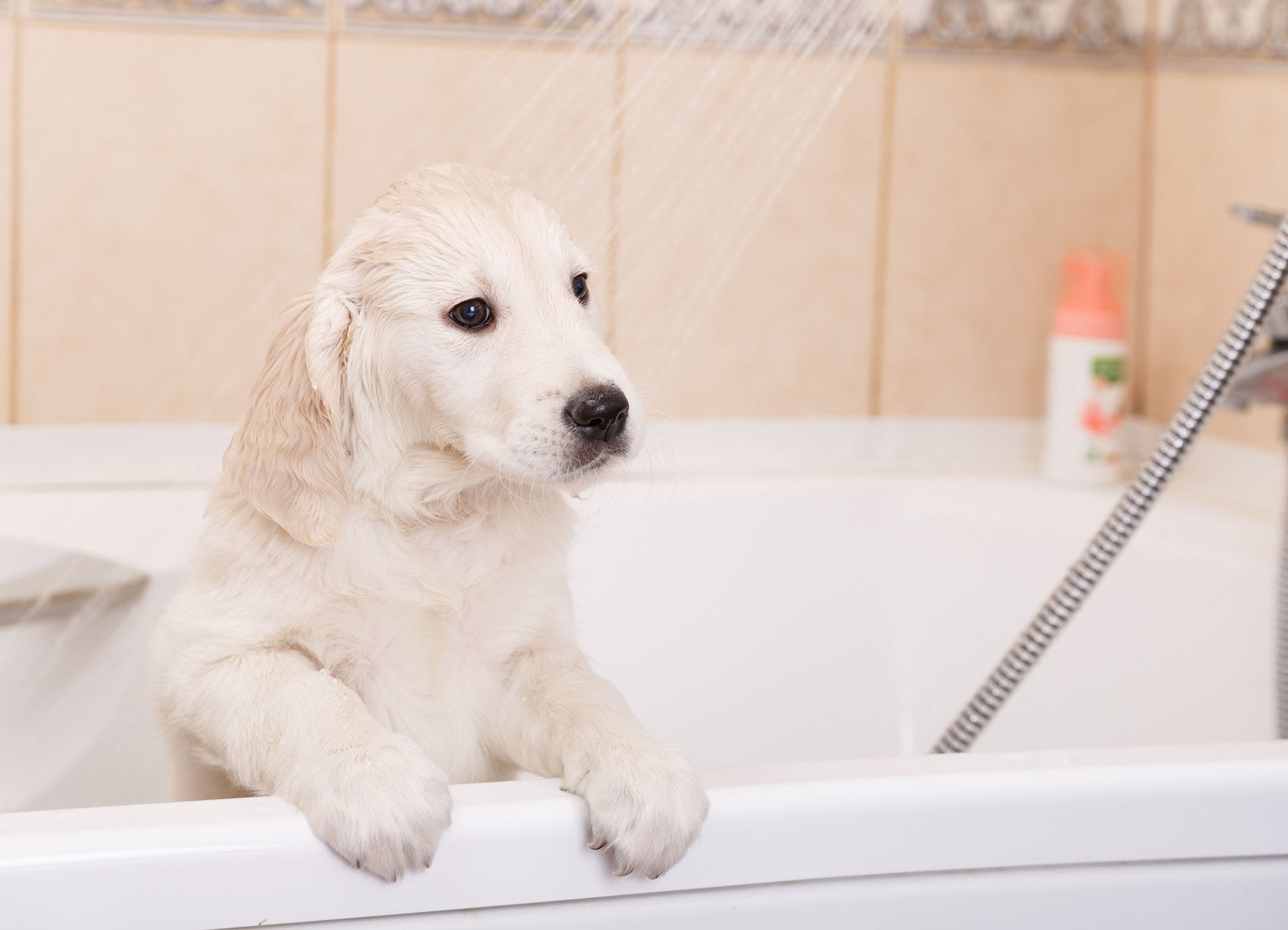 Pet Grooming Salon Love My Pet Baltimore, MI