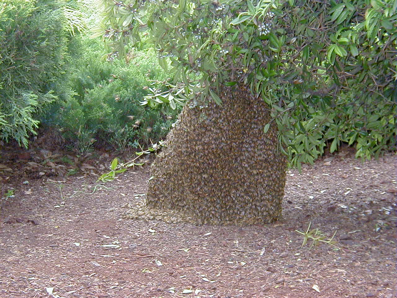 Honey Bee Control Honey Bee Infestation Portland, OR