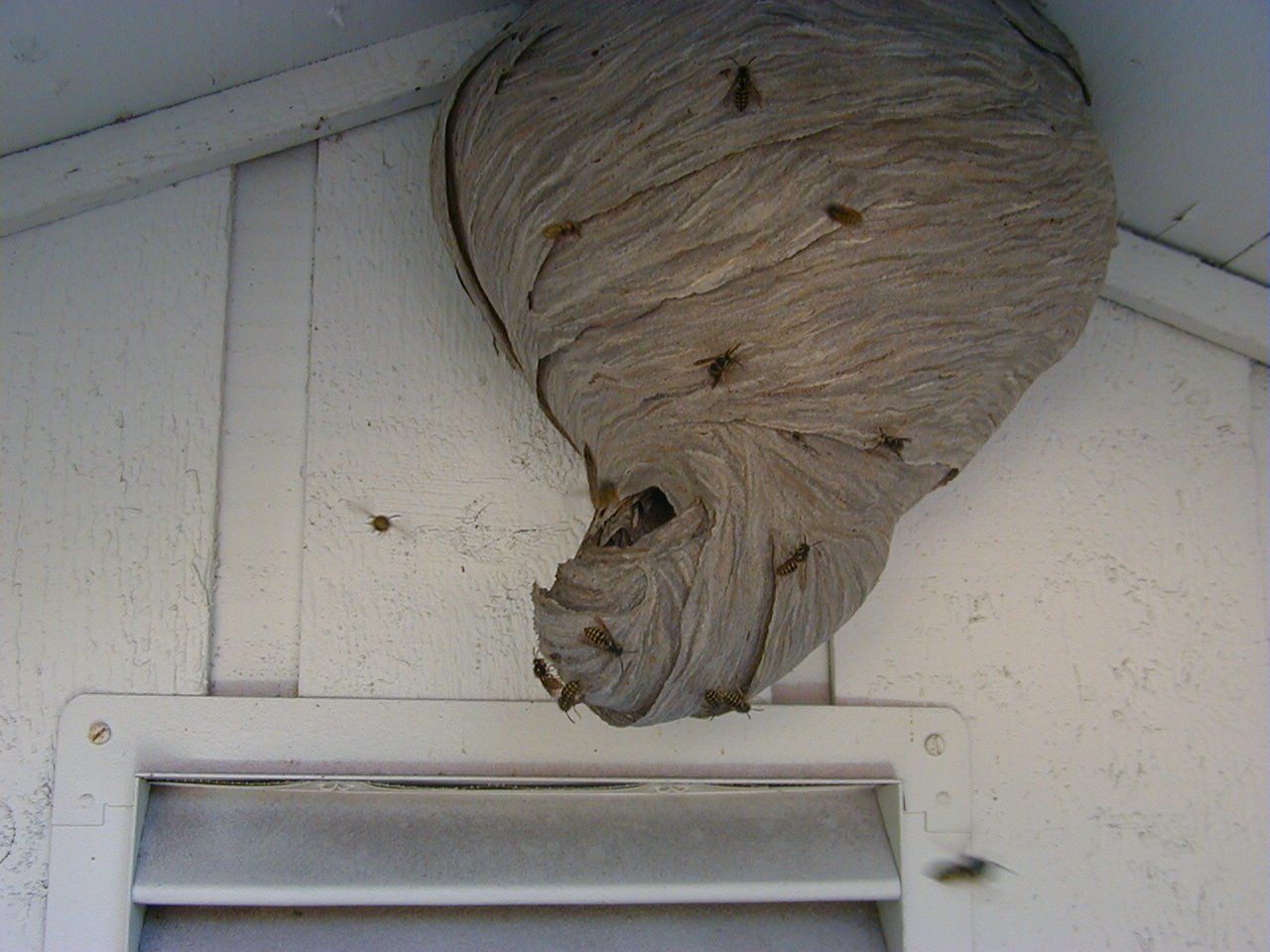 Yellow Jacket Exterminators Beaverton, OR Portland, OR