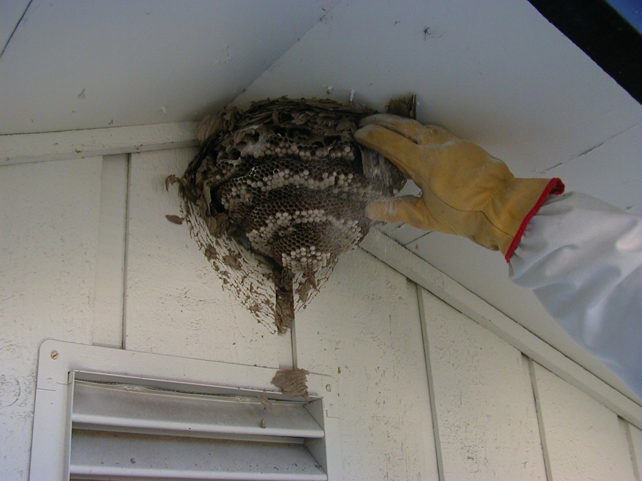 Yellow Jacket Exterminators Beaverton, OR Portland, OR
