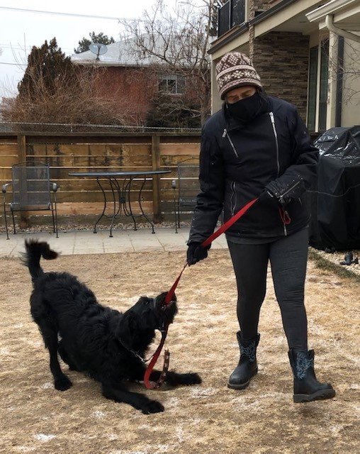 Canine Psychology Center Dog Trainer Pine, CO