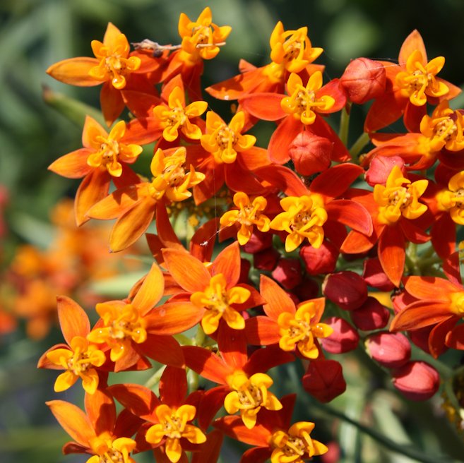 Annuals & Perennials Biennial Plants Cocoa, FL