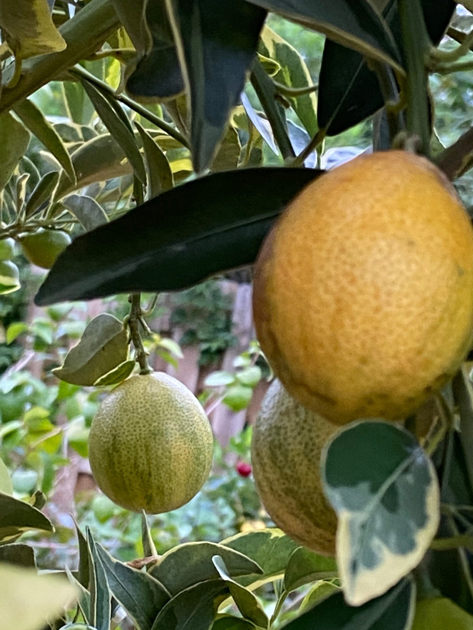 Stevenson Landscaping Plant Nursery Cocoa, FL