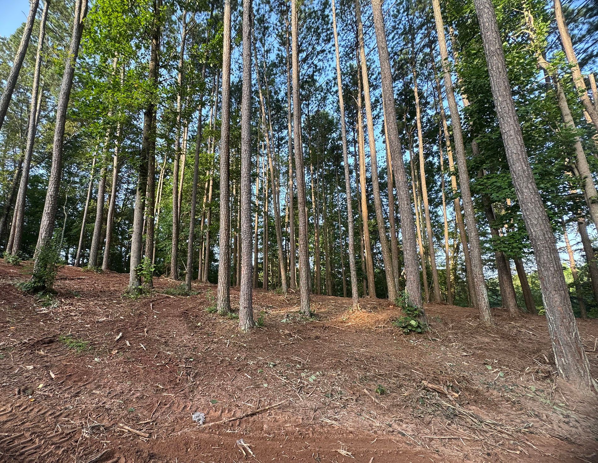 A forest with lots of trees and leaves on the ground