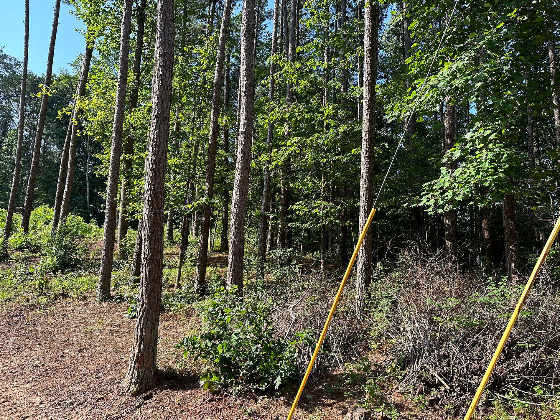 There is a yellow pole in the middle of the forest.