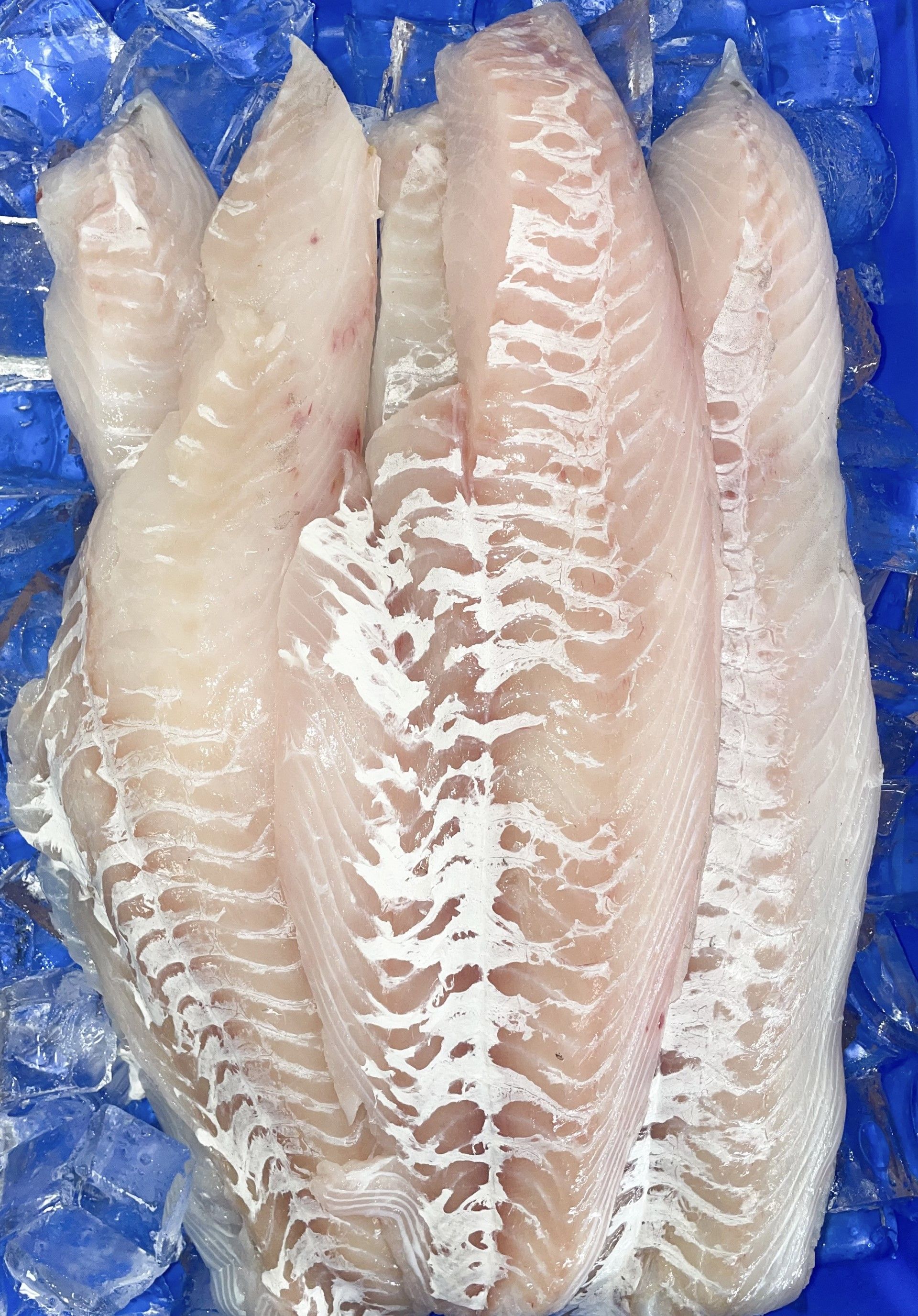 Tuna, Sea Bass and Cod Fish Sales Wakefield, RI