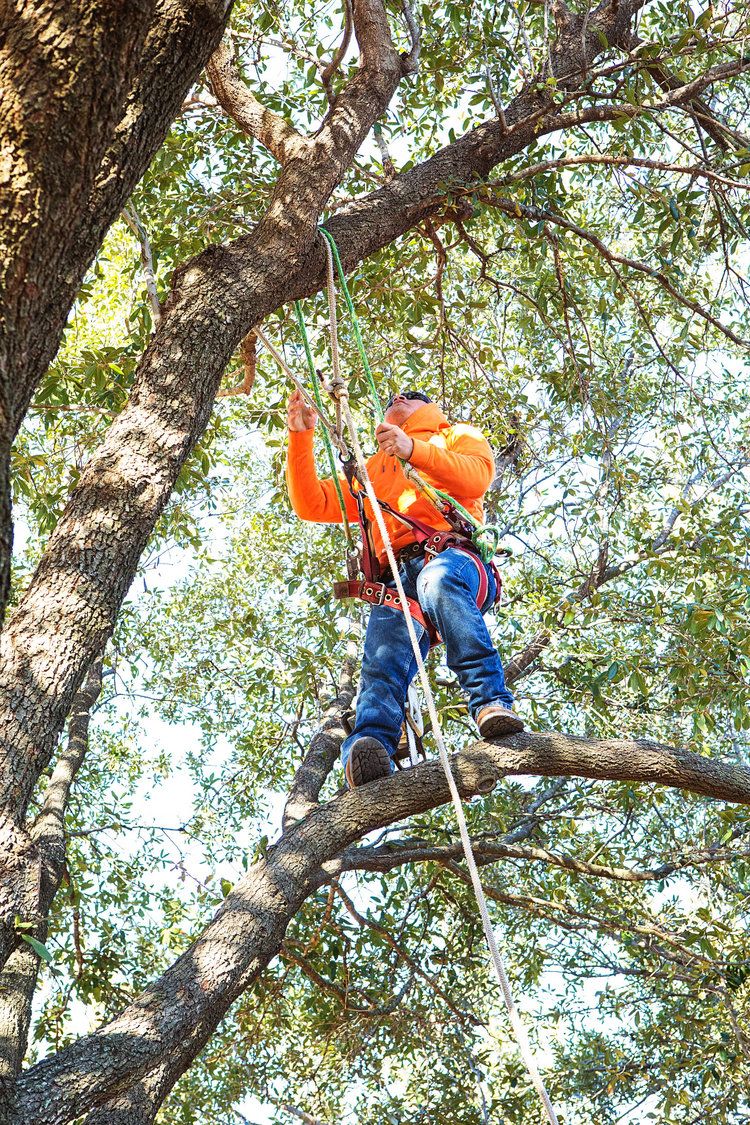 Project Gallery B&M Tree Service