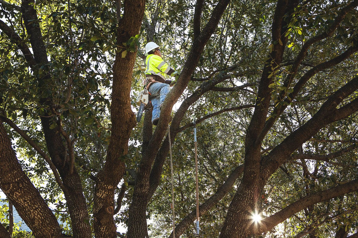 Project Gallery B&M Tree Service