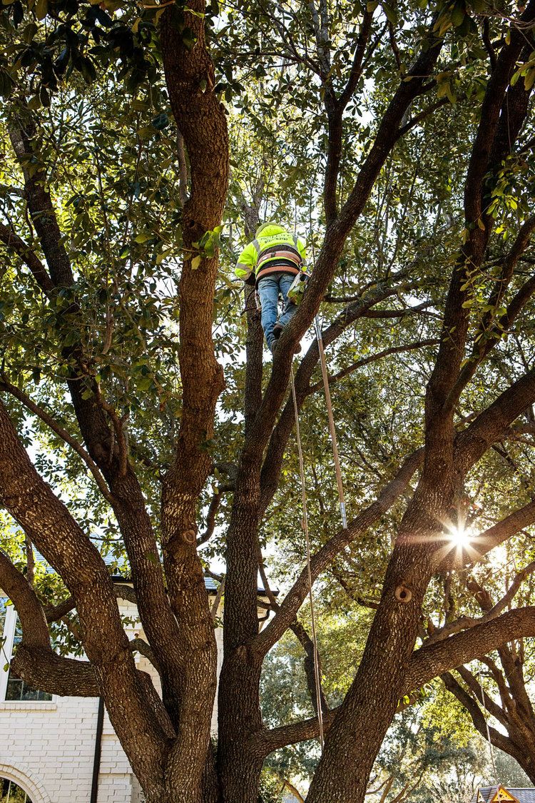 Project Gallery B&M Tree Service