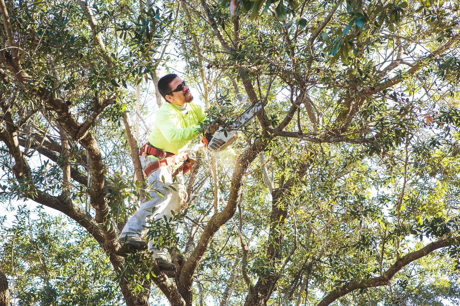 Project Gallery B&M Tree Service