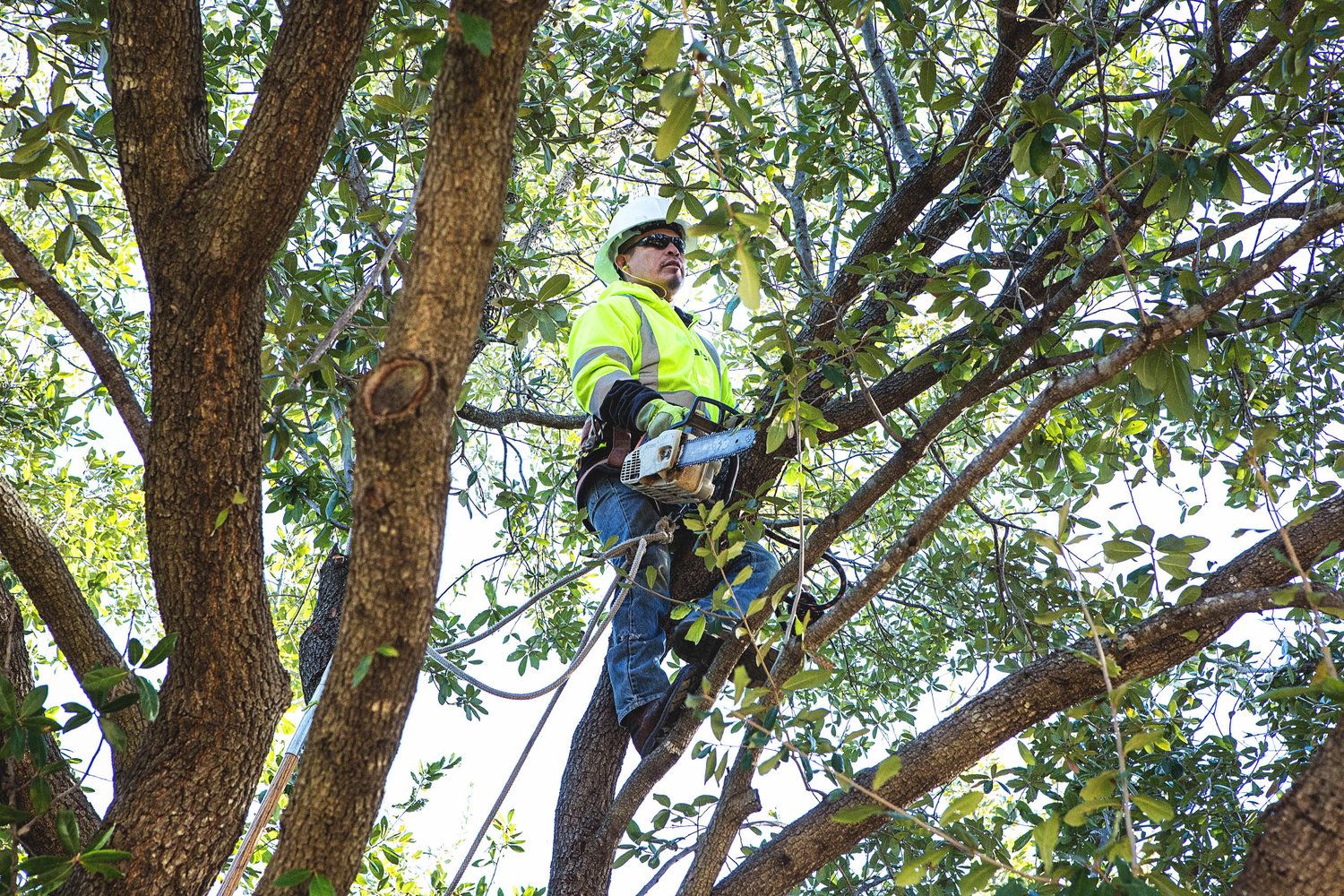 Project Gallery B&M Tree Service