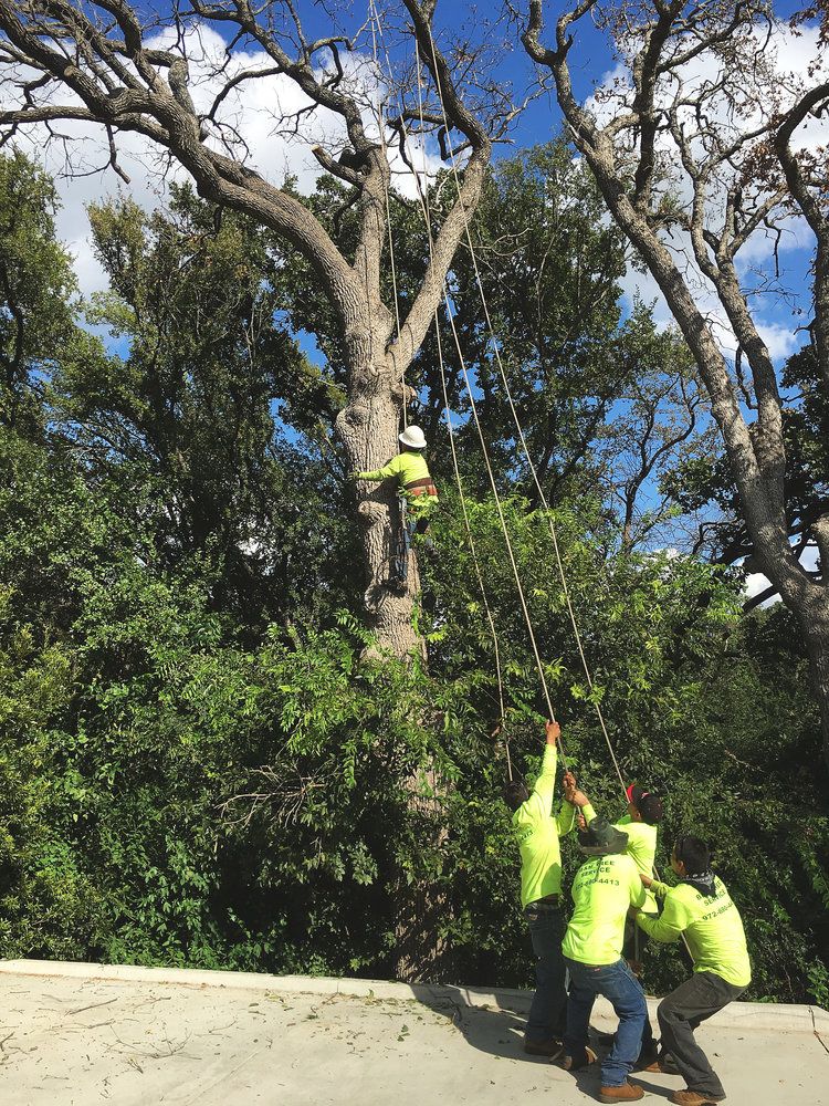 Project Gallery B&M Tree Service