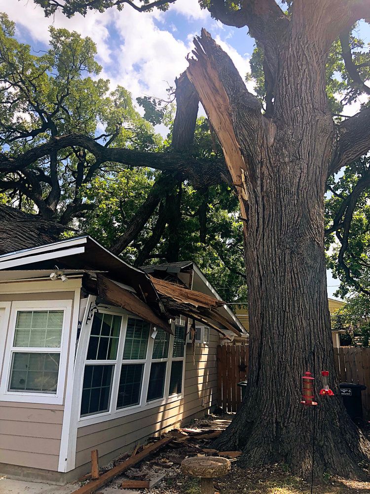 Project Gallery B&M Tree Service