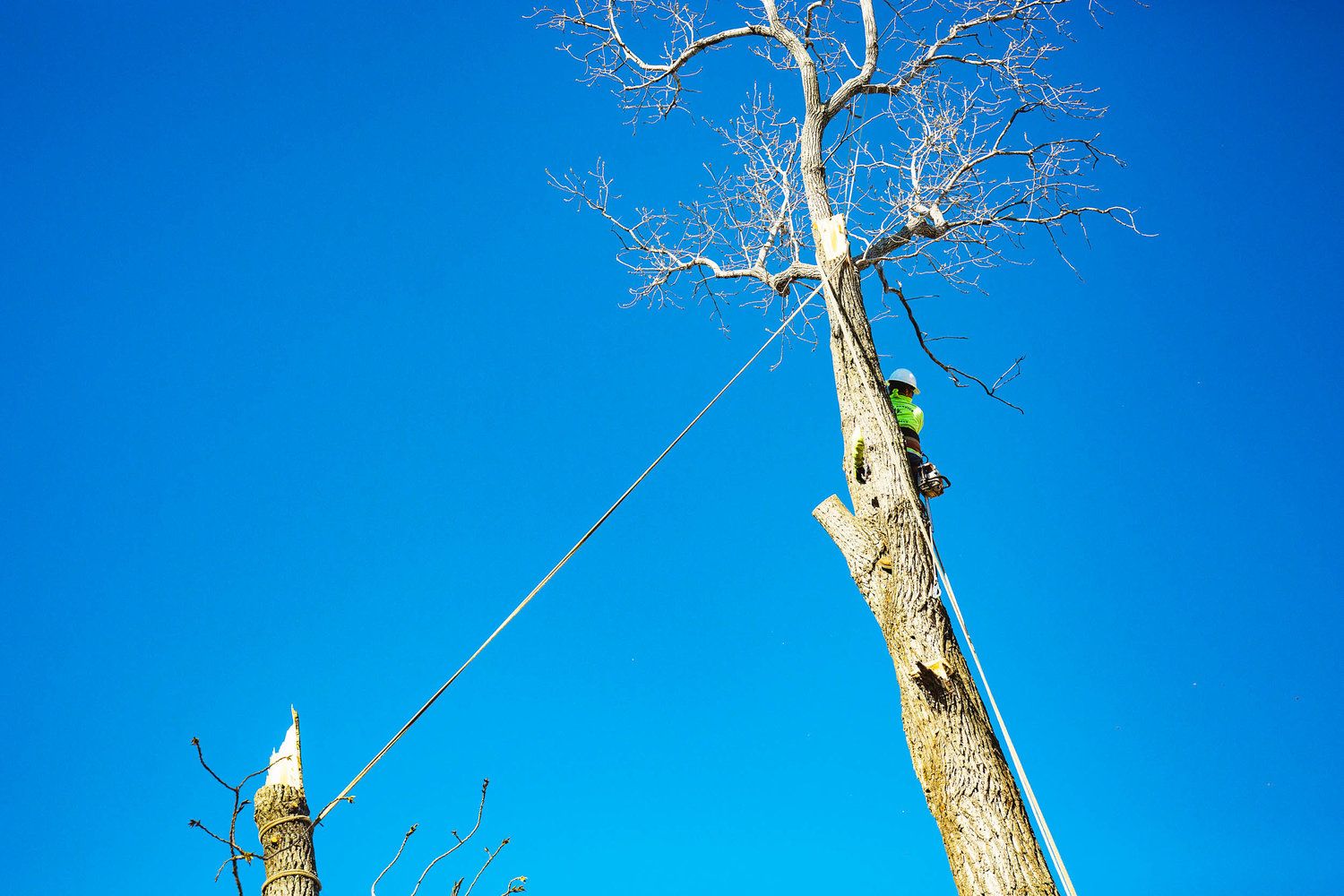 Project Gallery B&M Tree Service