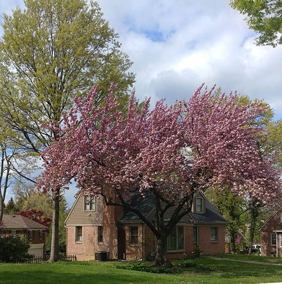 Tree Care Tree Services York, PA Hanover, PA