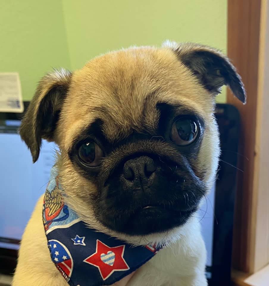 Animal House Self Service Dog Grooming Gallery Kennewick WA