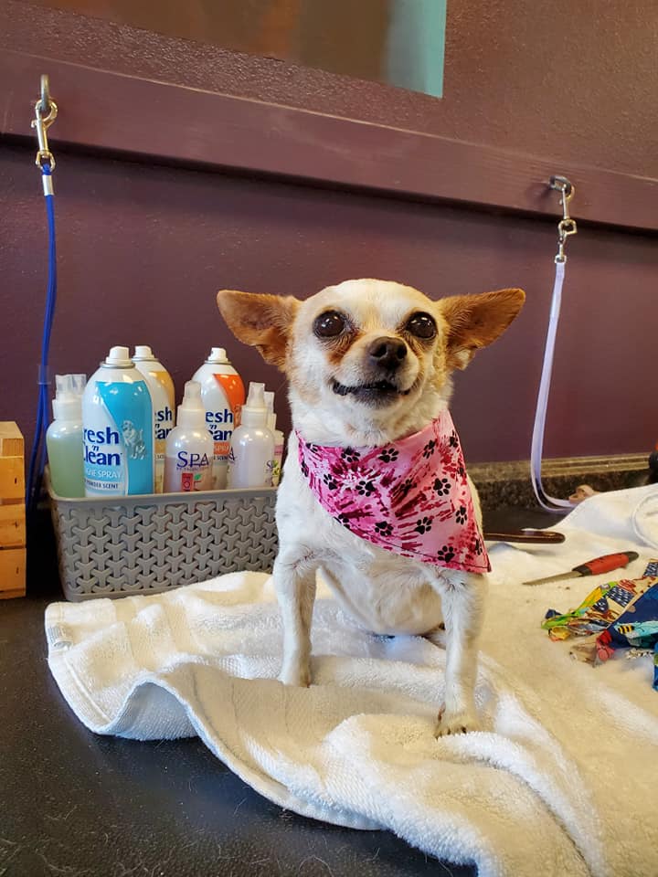 Animal House Self Service Dog Grooming Gallery Kennewick WA