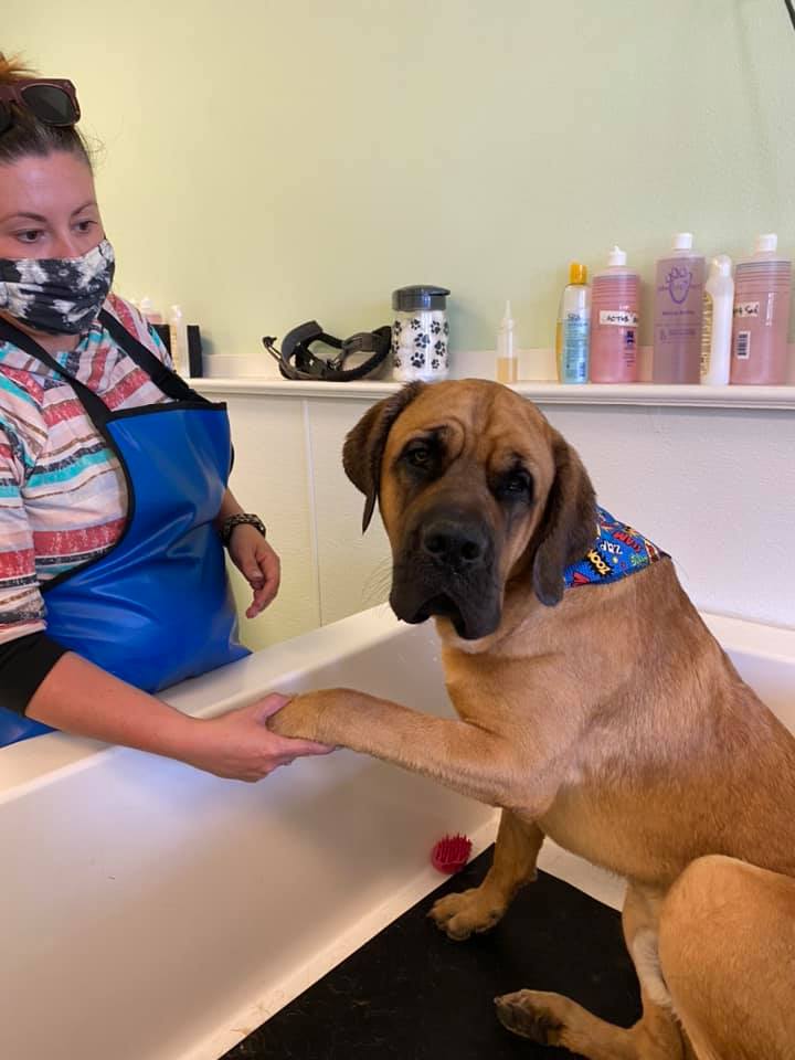 Animal House Self Service Dog Grooming Gallery Kennewick WA